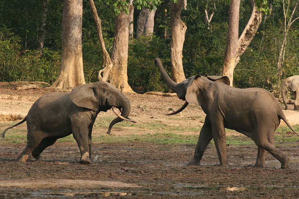 Zwei Waldelefanten stehen sich mit erhobenen Köpfen im Wald gegenüber.
